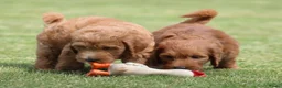 Goldendoodle honden te koop: Mooie Goldendoodle pups - Advertentie 24