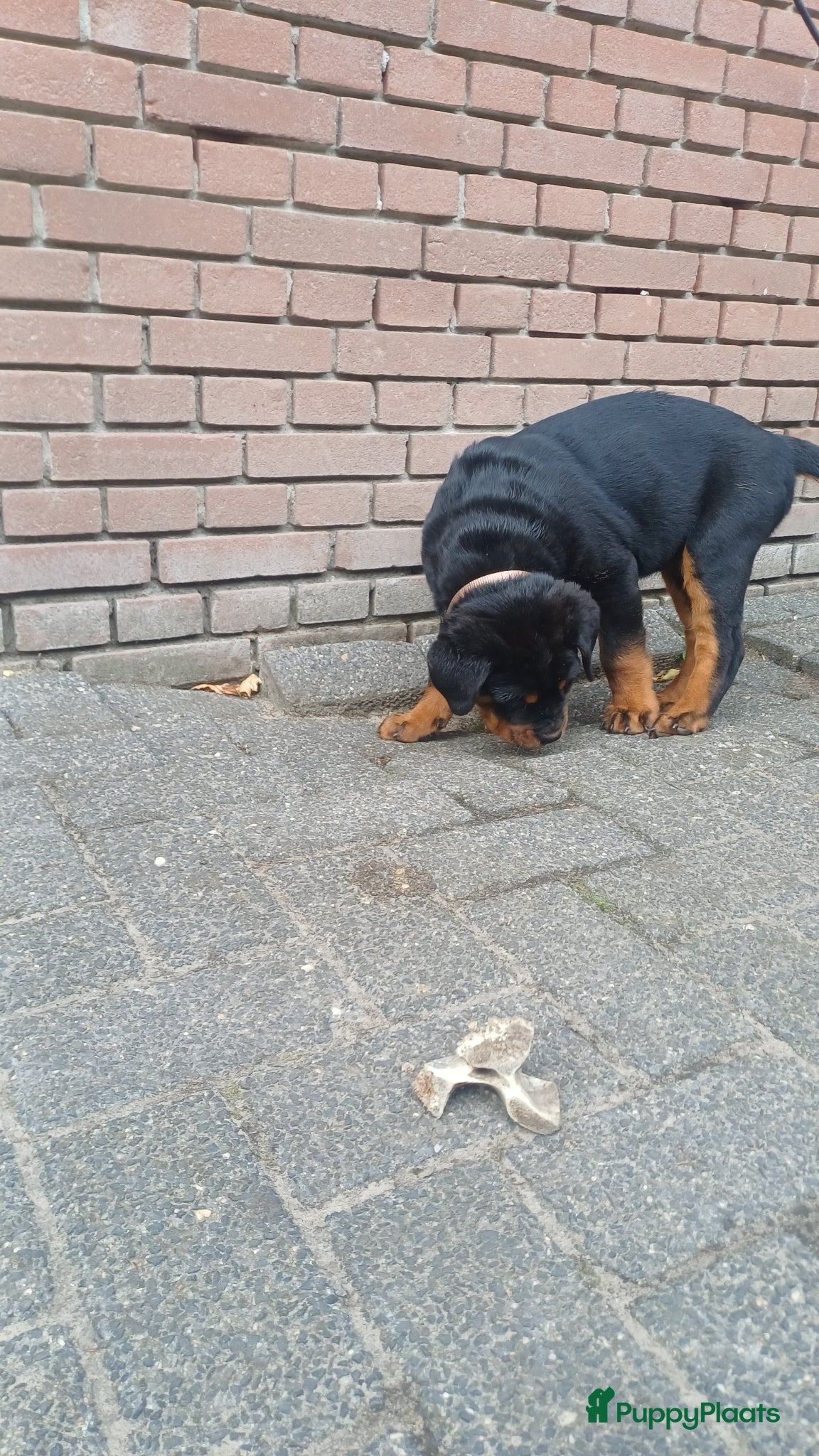Rottweiler honden te koop: Super leuke en lieve rottweiler pup - Advertentie 4