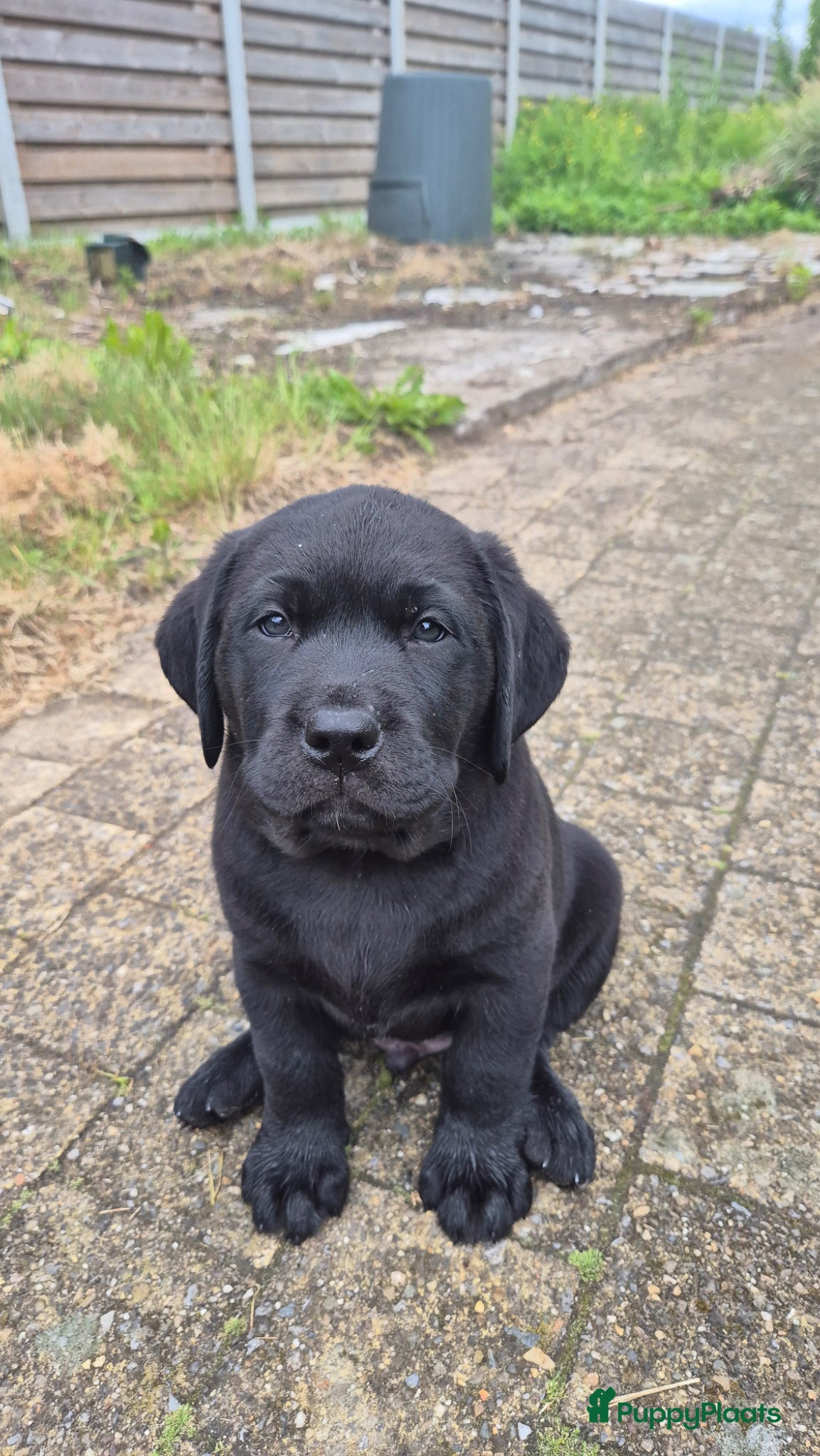 Labrador Retriever honden Labrador pups met stamboom - Advertentie 3