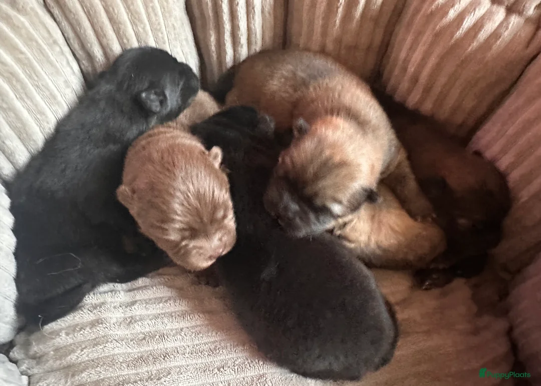 Chow Chow honden te koop: Mini Chow chow - Advertentie 10