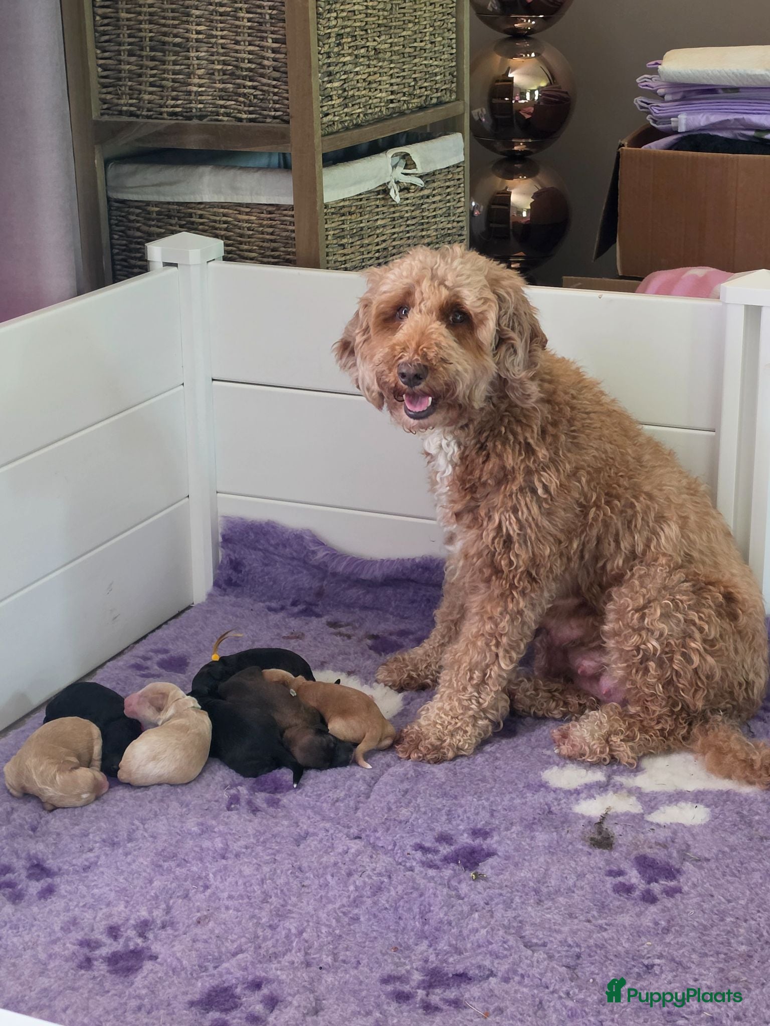 Labradoodle honden Mooie kleine labradoodles - Advertentie 10