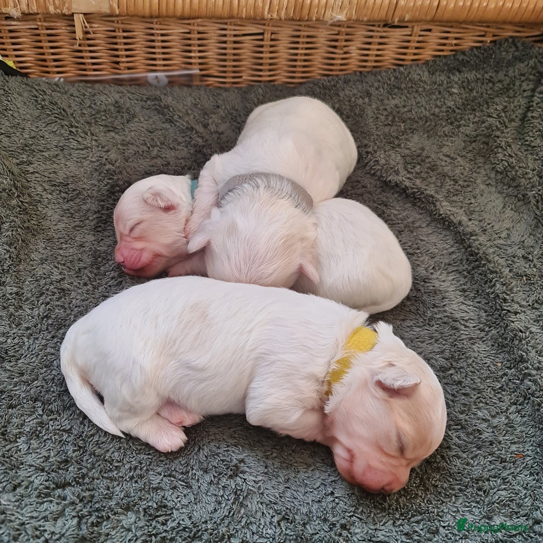 Maltezer honden te koop: Te koop nog 1 reutje - Advertentie 5