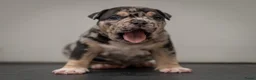 Amerikaanse Bully honden te koop: American Bully pocket pups verwacht  - Advertentie 25