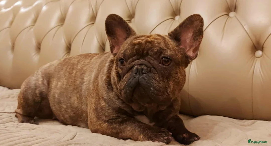 Galerij afbeelding {{count}}