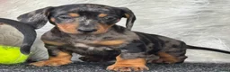 Teckel (korthaar)  honden te koop: Dwergteckel pups  in Vlagtwedde - Advertentie 7