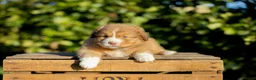 Kruising honden te koop: Gesocialiseerde Australian Shepherd x Toller pups - Advertentie 4