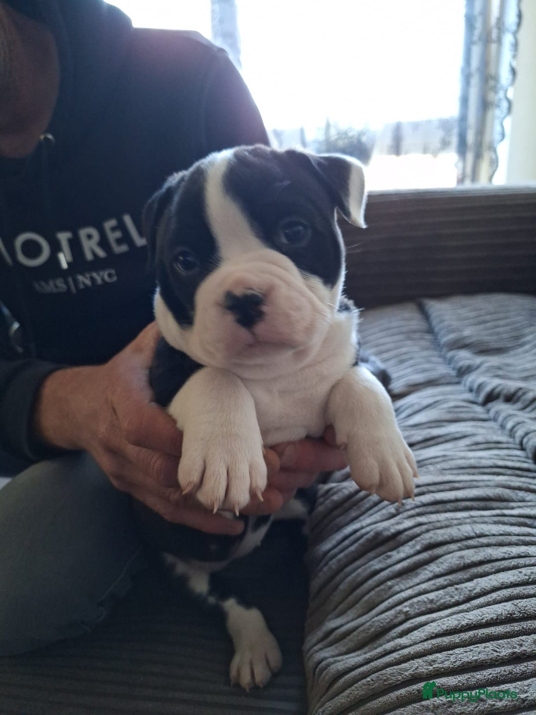 Kruising honden te koop: 2 leuke mooie teefjes  - Advertentie 4