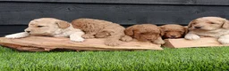 Labradoodle honden te koop: Super schattige labradoodle pups te koop! - Advertentie 4