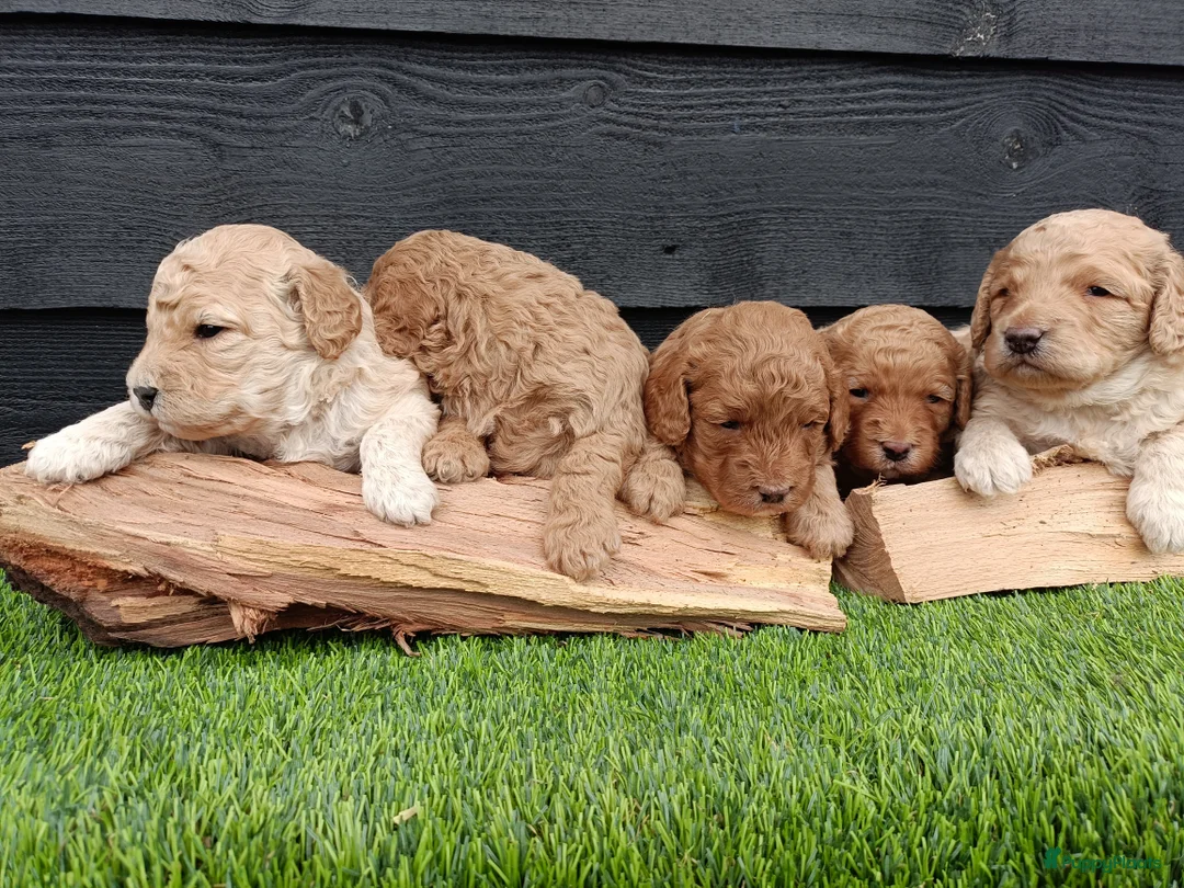 Labradoodle honden te koop: Super schattige labradoodle pups te koop! - Advertentie 4