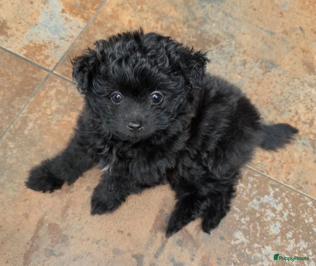 Kruising honden te koop: Pomeriaan×toypoedel - Advertentie 1