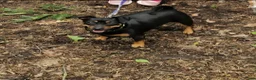 Jack Russel Terriër honden te koop: ♥️Lieve JackRussel pups🐶 2Teefjes🩷🖤🤎🔎🏡♥️ - Advertentie 6