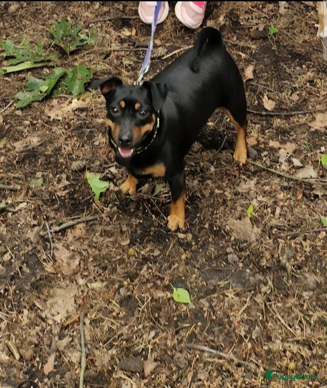 Jack Russel Terriër honden te koop: ♥️Lieve JackRussel pups🐶 2Teefjes🩷🖤🤎🔎🏡♥️ - Advertentie 6