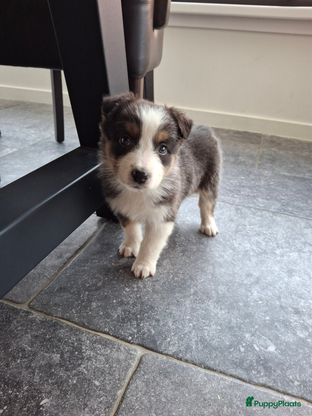 Australian Shepherd honden te koop: Raszuiver Australian Shepherd pups op de boerderij - Advertentie 7