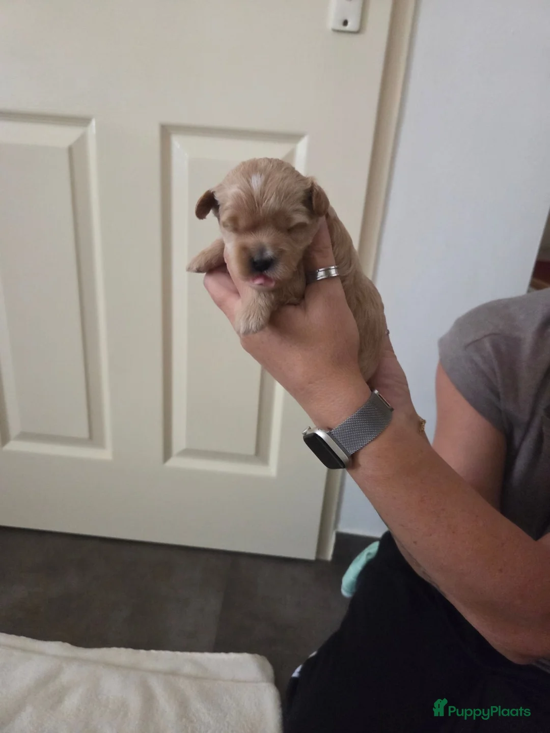 Maltipoo honden te koop: Lieve maltipoo puppy's - Advertentie 8