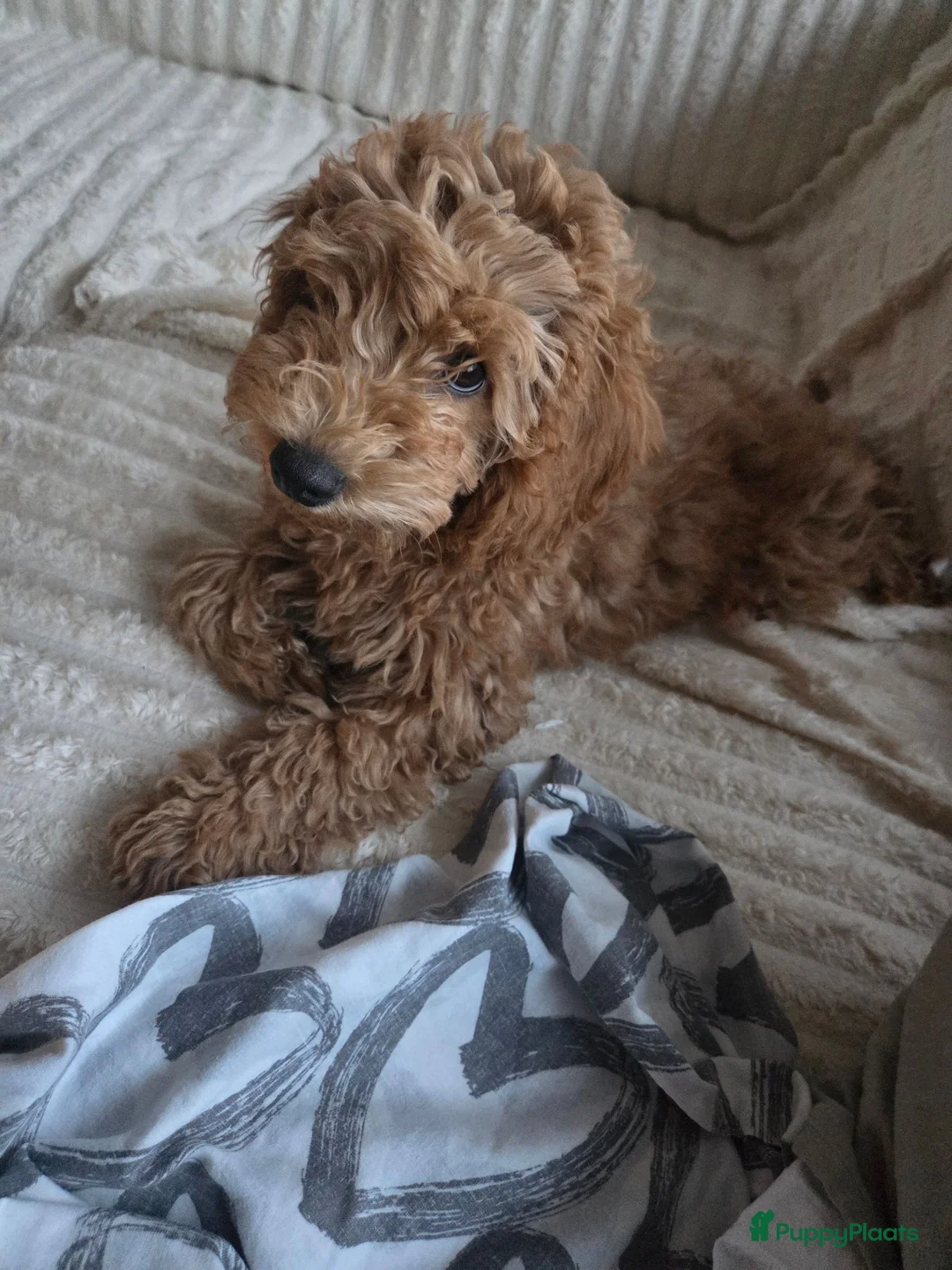 Poedel honden te koop: Poedel puppy  - Advertentie 1