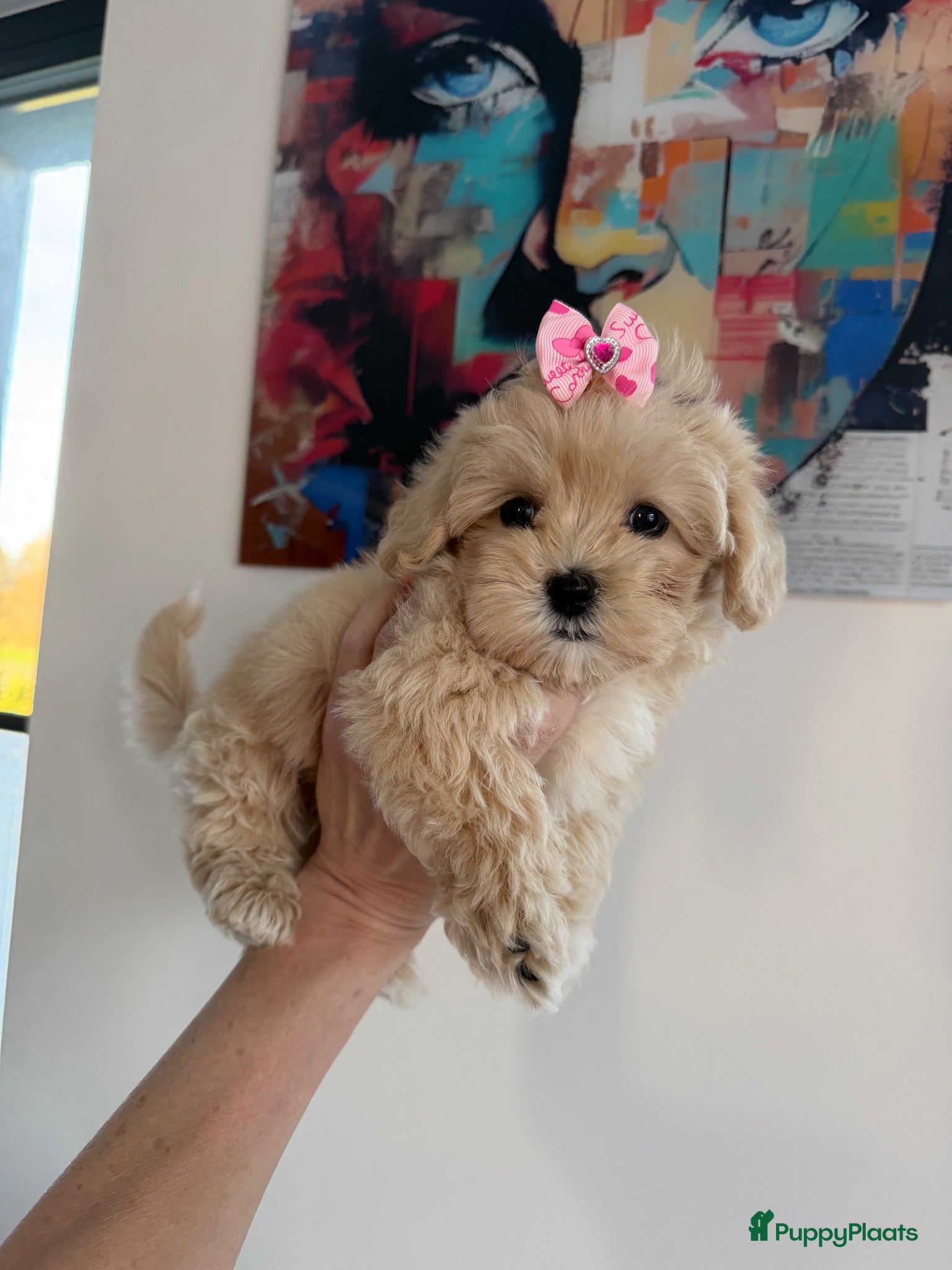 Maltipoo honden Prachtige mini maltipoo pups hier geboren - Advertentie 1