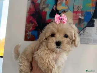 Maltipoo honden Prachtige mini maltipoo pups hier geboren - Advertentie 5