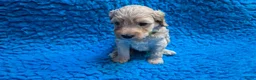 Cockapoo honden te koop: Kleine maat cockapoo pups - Advertentie 34