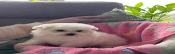 Maltipom honden te koop: Maltipoms  - Advertentie 9
