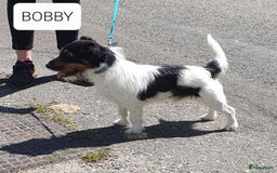 Jack Russel Terriër honden te koop: Lieve ruwharige JACK RUSSELTJES Laagbenig, dď - Afbeelding 19