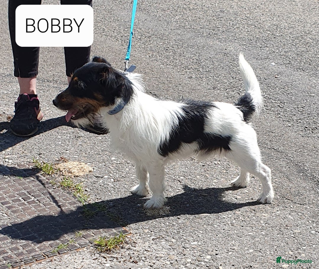 Jack Russel Terriër honden te koop: Lieve ruwharige JACK RUSSELTJES Laagbenig, dď - Afbeelding 19