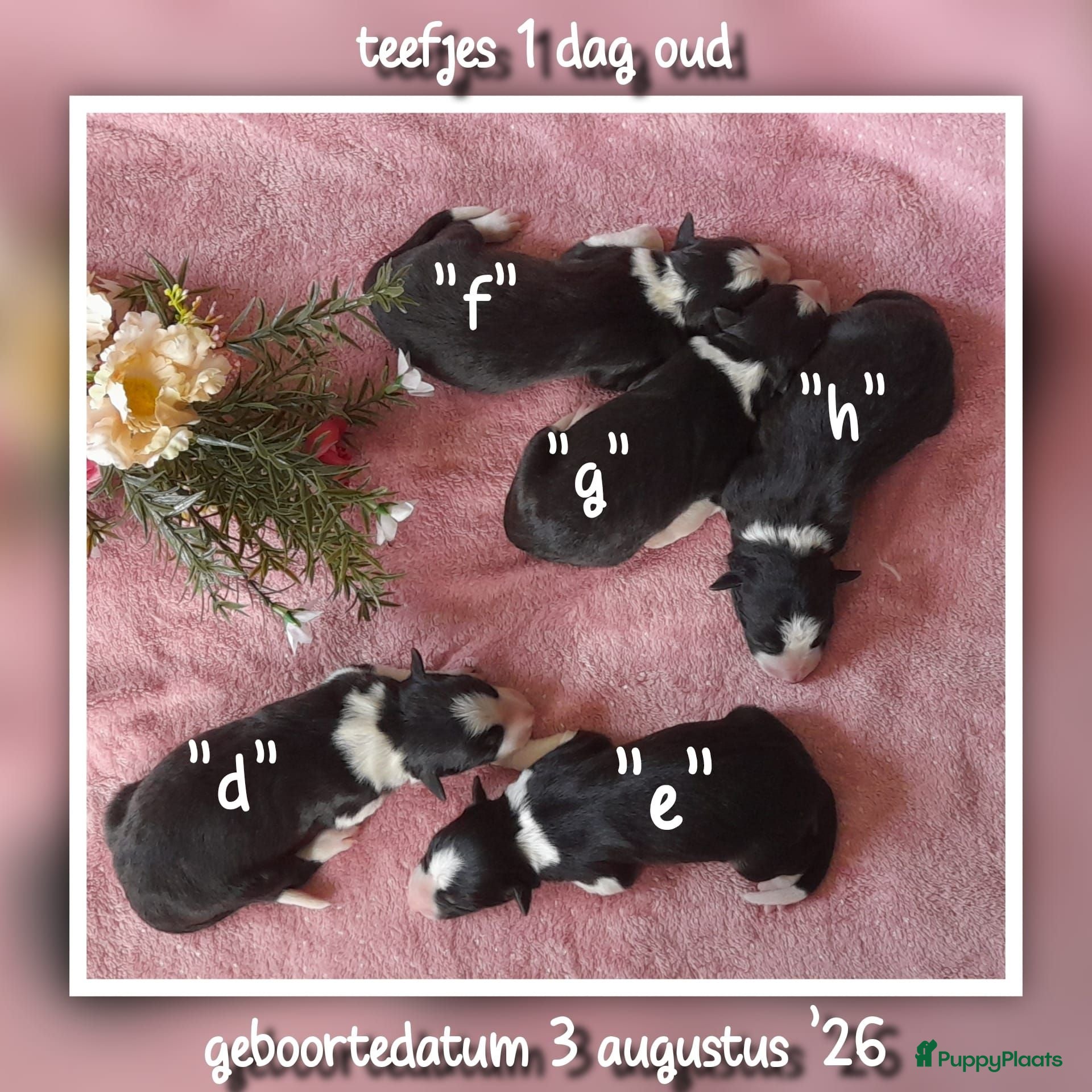 Border Collie honden Prachtige, raszuivere Border Collie puppy's - Advertentie 2