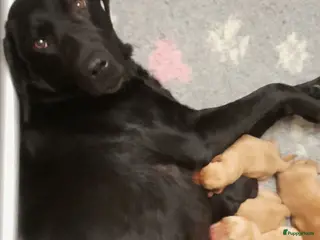 Labrador Retriever honden Leuke Labradorpups beschikbaar - Advertentie 1