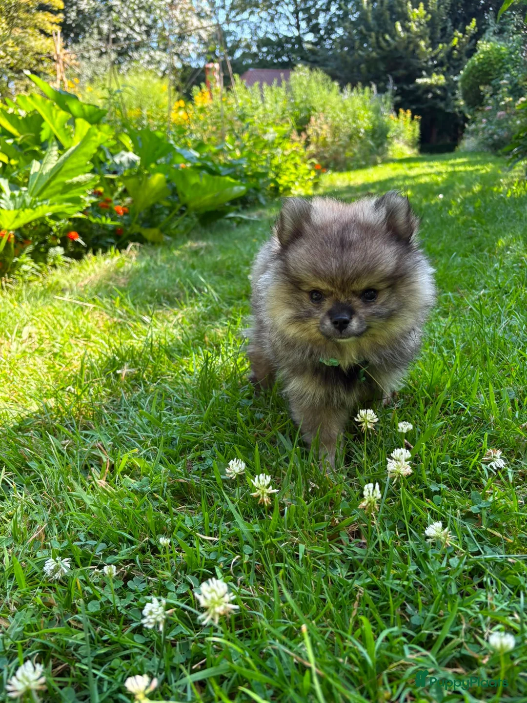 Pomeriaan honden te koop: De spelende pomeriaantjes wachten op jou - Advertentie 1