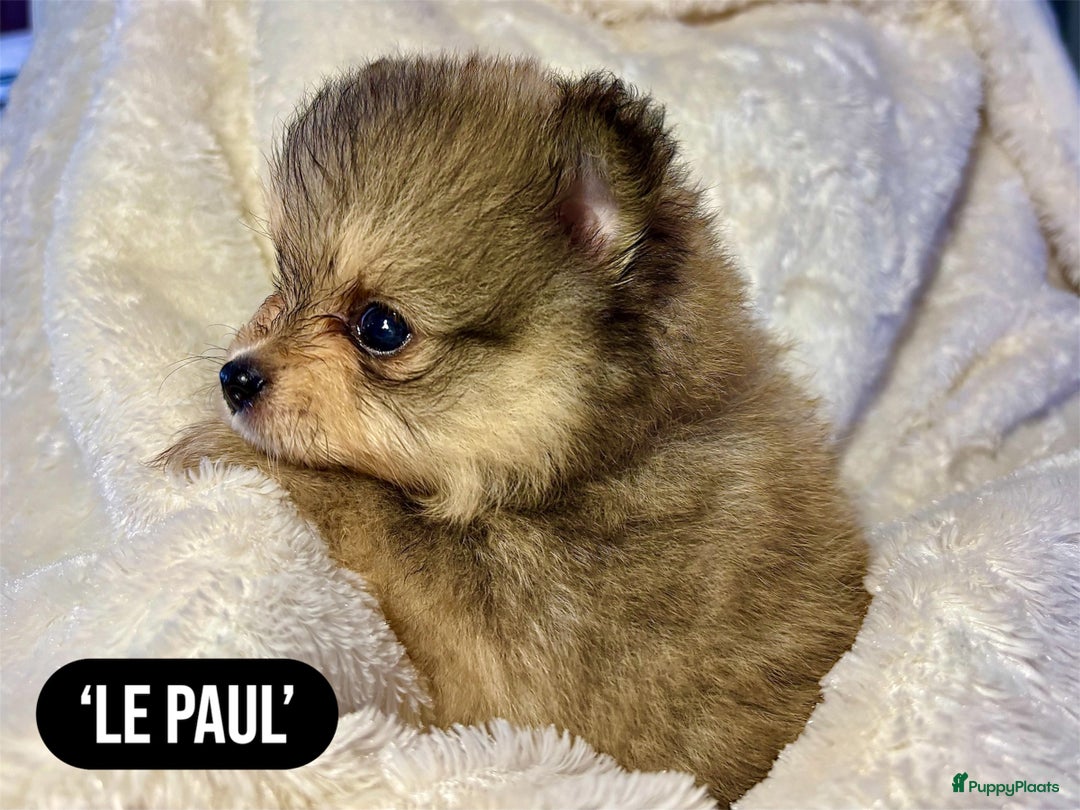 Pomeriaan honden te koop: Pomeriaanpups. 25 juni mogen ze het nest verlaten. in Emmen - Afbeelding 5