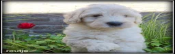 Labradoodle honden te koop: Labradoodle medium pups - Advertentie 2