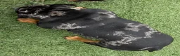Amerikaanse Bully honden te koop: American Bully pocket pups verwacht geteste ouders - Advertentie 3