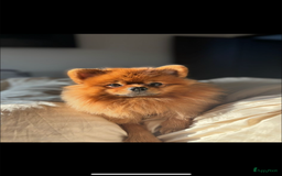 Pomeriaan honden te koop: Pomeriaan pups  - Afbeelding 3