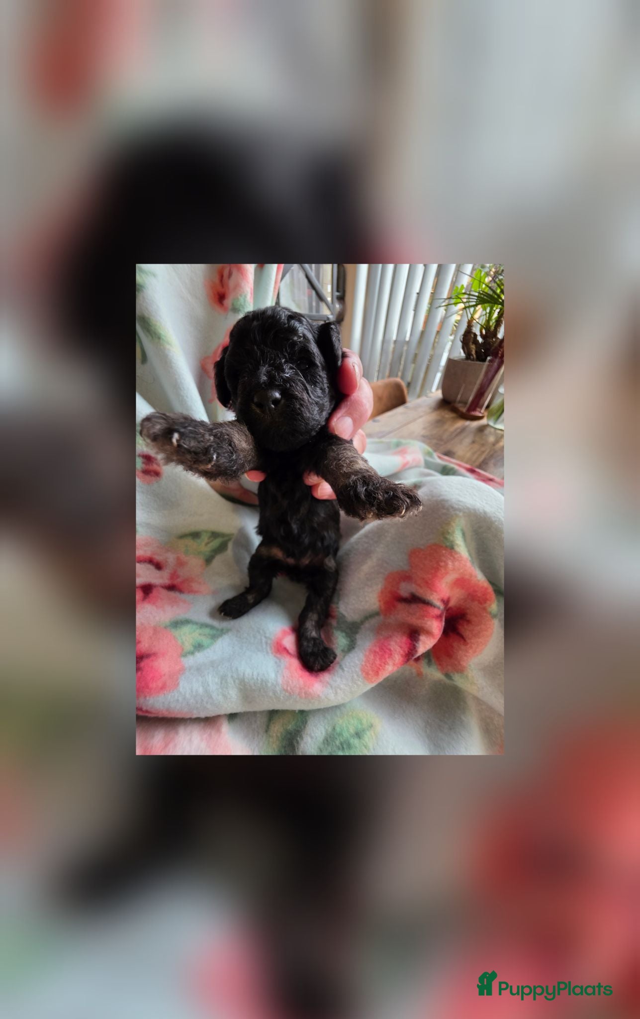 Dwergpoedel honden 5 mooie Phanton puppy's oranje is nog beschikbaar  - Advertentie 3