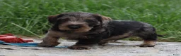 Ruwhaar Teckel honden te koop: Teckel pups ruwhaar - Advertentie 21
