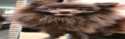 Pomeriaan honden te koop: 3 maart geboren reu Choco merle Pomeranian - Advertentie 4