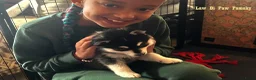 Pomsky honden te koop: Pomsky puppy’s F4+, 100% Amerikaanse bloedlijn - Advertentie 17