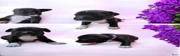 Kruising honden te koop: Nog 4 lieve unieke Mix puppy's. - Advertentie 12