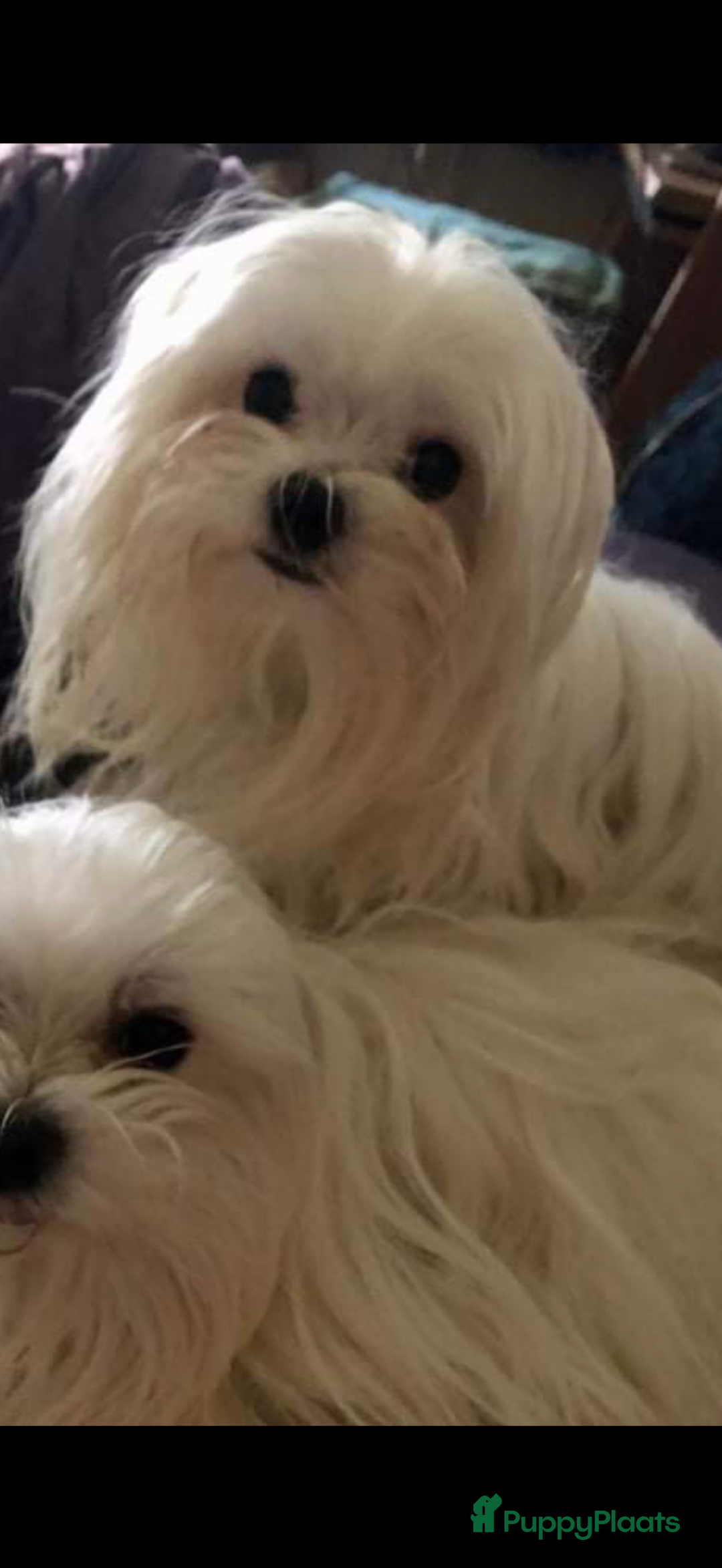 Maltezer honden te koop: Toy Maltezer pups - Advertentie 21