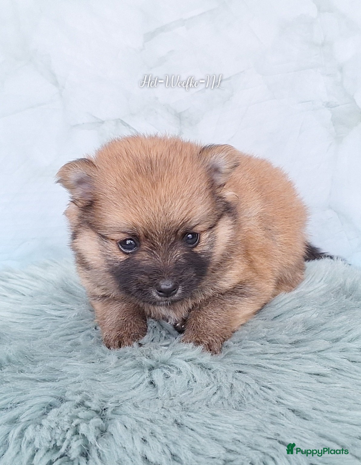 Pomsky honden te koop: Mellow 💙 F1b pomsky reu - Advertentie 7