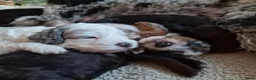 Kruising honden te koop: 🐾Middenslag, medium, Merle Poedel/Doodelpups!🐾- - Advertentie 16