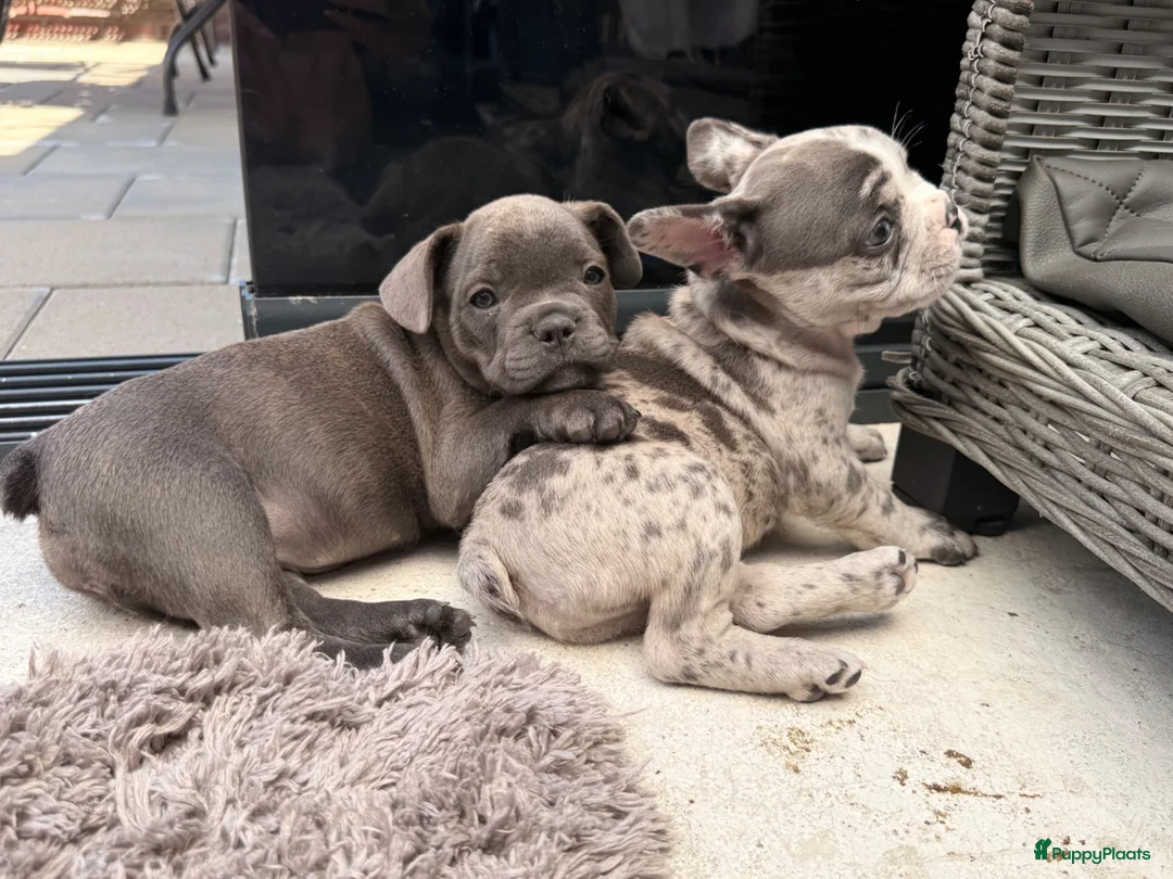 Franse Bulldog honden te koop: Franse bulldog pups - Merle- grey/blue-white/grey - Advertentie 2