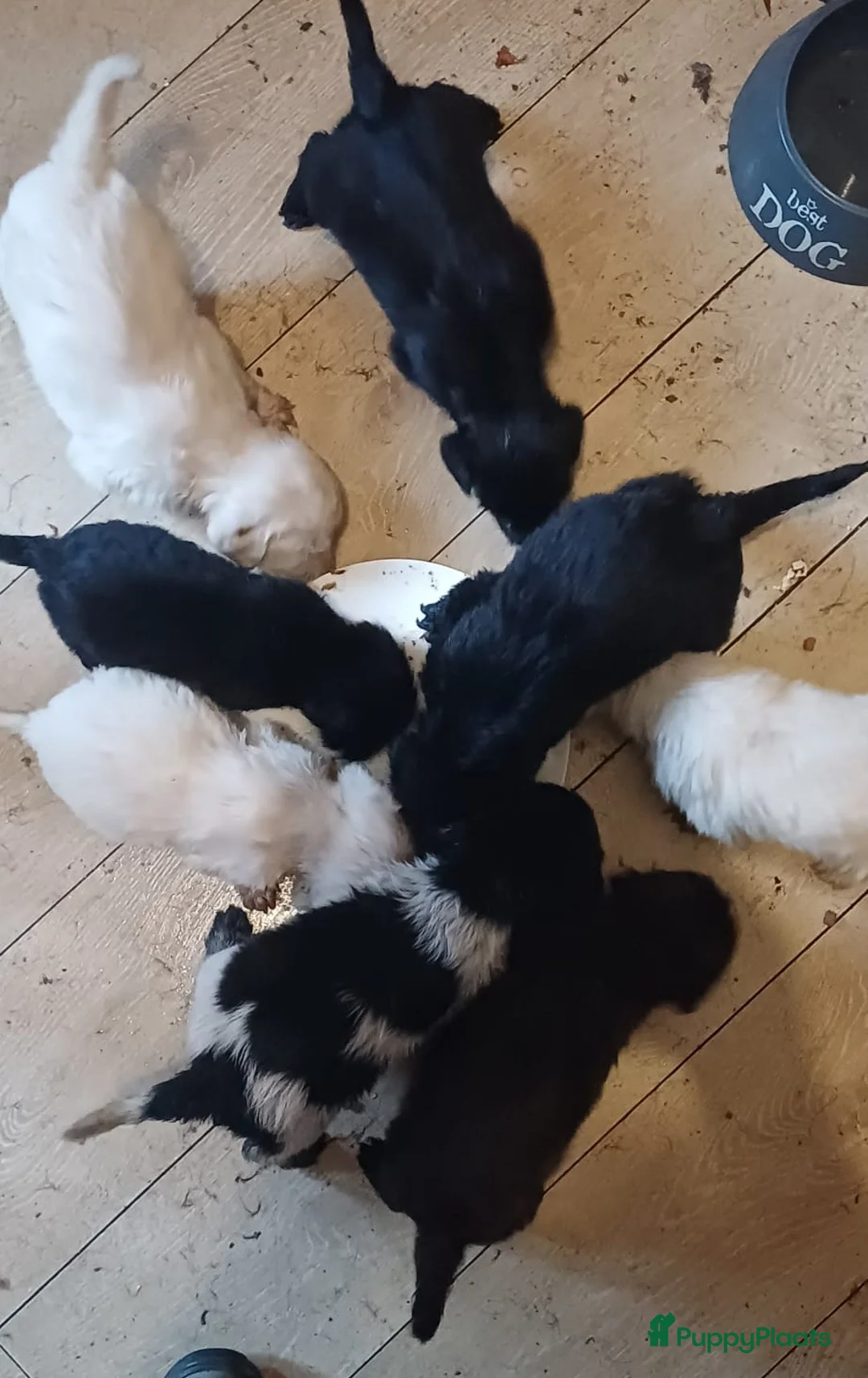 Kruising honden te koop: Ze zijn voor jou onze vier liefste laatste puppy's - Advertentie 5