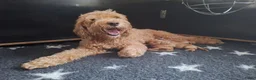 Australian Labradoodle honden te koop: Labradoodle pups verwachtte grootte 44 cm in Rijssen - Advertentie 5