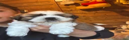 Shih Tzu honden te koop: twee raszuivere shih tzu-puppy's - Advertentie 4