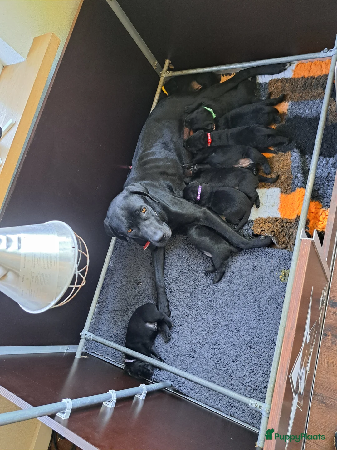 Labrador Retriever honden te koop: Labrador kruising in Sibculo - Advertentie 1