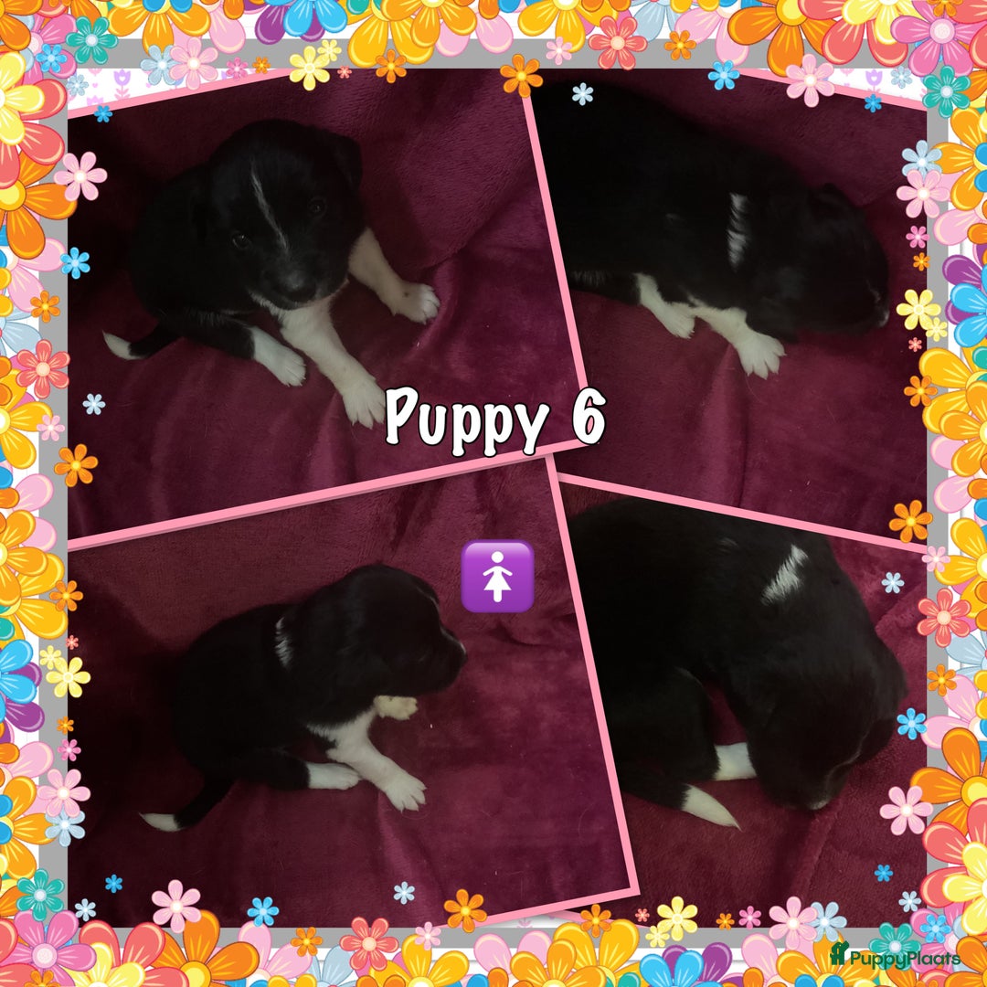 Friese Stabij honden te koop: Prachtige stabij pups - Advertentie 5