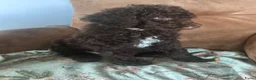Australian Labradoodle honden te koop: Lief Medium Australian Labradoodle reutje - Advertentie 19