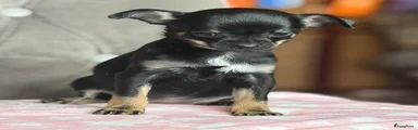 Chihuahua Puppy 3