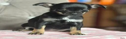 Chihuahua honden te koop: Prachtige chihuahua puppy's - Advertentie 3
