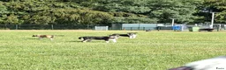 Schotse Herdershond korthaar honden te koop: Nog 2 knappe reuen schotse collie korthaar reuen. - Advertentie 19